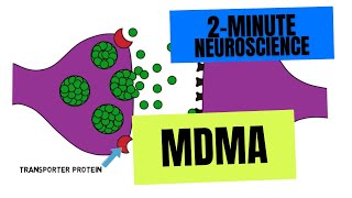 2Minute Neuroscience MDMA [upl. by Phylys]