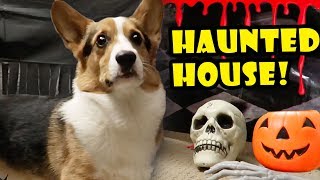 CORGI HAUNTED HOUSE  Spooky Halloween Tunnel  Life After College Ep 568 [upl. by Ajam]