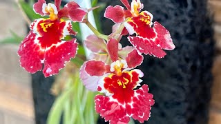 Unboxing 16 Kinds of Tolumnia Orchids [upl. by Zebadiah]