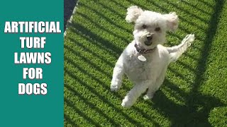 Artificial Turf Lawns for Dogs [upl. by Accebar622]