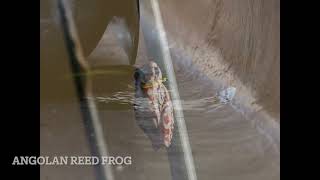 Dangerous Mokoro Ride Okavango [upl. by Nerrak]