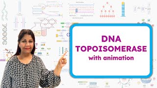 Type 1 and Type 2 DNA Topoisomerase  How Topoisomerase works  Molecular Biology🧬 [upl. by Dymphia47]