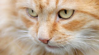 RELAXING MUSIC FOR CATS AND KITTENS [upl. by Freddi288]