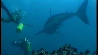 Divingswimming with Great White Sharks Filmed for the First time Carcharias the Great White 2000 [upl. by Anerahs107]