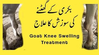 Goat Knee Swelling Treatment  Bakri ka ghutna sooj gya  بکرے کے سوجے ہوئے گھٹنے کا علاج [upl. by Pauli]