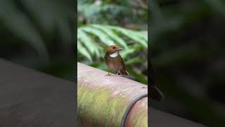 Rufousbrowed Flycatcher Call  Bird Sounds in the Forest birdsounds [upl. by Ainevul244]