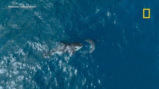 Rare footage captures lone orca killing great white shark [upl. by Lika]