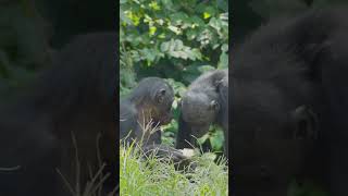 Meet the Bonobos Congo’s Gentle Apes facts animalfacts [upl. by Eatnuahs400]