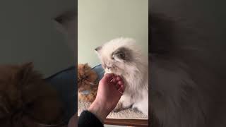 The Cutest Cat Moments Ever  Animals Plant [upl. by Leunammi]