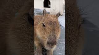 capybara animalphotos animals animalpictures cute 😍 [upl. by Hairahcaz]