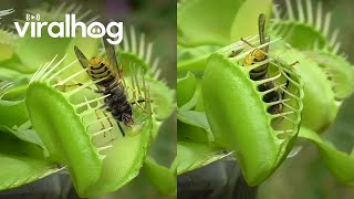 Venus Flytrap Eats Wasps  ViralHog [upl. by Hammond]