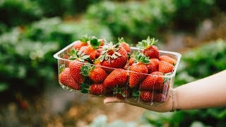 Strawberry Picking at the Beerenberg Family Farm  2018  2019 [upl. by Ahsemat]