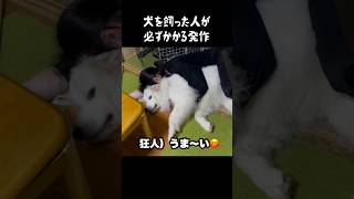 愛犬がやっちゃう罪深き所業 グレートピレニーズ greatpyrenees ゴールデンレトリバー 癒し 犬のいる生活 パーニーズ 愛犬 可愛い 大型犬パピー [upl. by Ihculo]