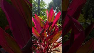 Colourful garden plant❤️Cordyline beautifulflowers [upl. by Godfrey257]