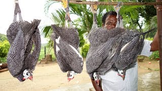 Guinea Fowl Recipe Prepared by My Daddy  DADDY VILLAGE FOOD [upl. by Airdnalahs101]