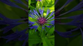 Centaurea Montana Perennial Cornflower [upl. by Notlrac]