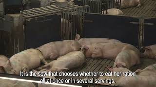 Freeda ESF  Farrowing Feeding  testimonial from Gijsbers The Netherlands Dutch  English sub [upl. by Galateah]