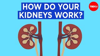 How do your kidneys work  Emma Bryce [upl. by Archy]