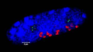 ZEISS ELYRA  3D superresolution imaging of meiosis in rye Secale cereale [upl. by Canica192]