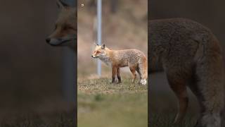 Red Fox Sounds [upl. by Burra]