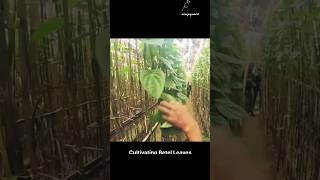 Betel Leaf Cultivation and Processing 🌟 FarmToMarket BetelLeaves NatureLovers [upl. by Oicatsana]