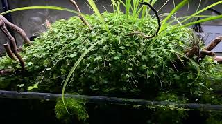 Hydrocotyle Tripartita growing out of the water Heavily planted tank [upl. by Auehsoj894]