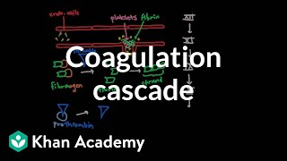 Coagulation cascade  Human anatomy and physiology  Health amp Medicine  Khan Academy [upl. by Penthea]