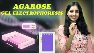 AGAROSE GEL ELECTROPHORESIS I Technique  Complete Details [upl. by Alegnaed566]