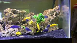 Pseudotropheus musli quotaceiquot and Labidochromis caeruleus eating kale [upl. by Ecnerwaled658]