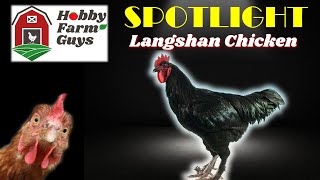 HFG Farm Animal Spotlight Langshan Chicken [upl. by Romie]