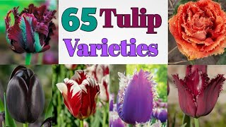 65 Beautiful Tulip Varieties with Names  Tulip Plant Varieties l Plant and Planting [upl. by Nagud]