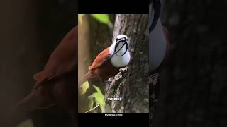 Unique sound of Birds  science sciencefacts [upl. by Selim]