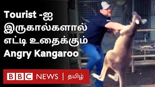 Fighting Kangaroo சுற்றுலாப் பயணியுடன் one to one சண்டையிடும் கோபக்கார கங்காரு Video [upl. by Animrac]