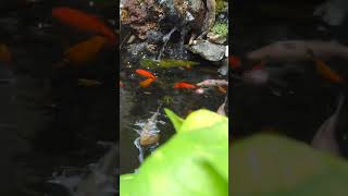 Relaxing Aquarium Waterfall 4K aquarium shorts koi [upl. by Peltier]