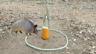 Armadilha de tropeço na trilha para pegar animais tatú paca capivara cotia javali [upl. by Winona129]