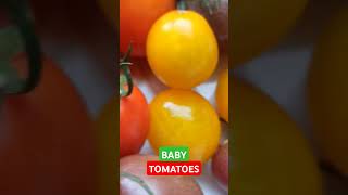 BABY TOMATOES shorts babytomatoes томатбеби [upl. by Cassius]