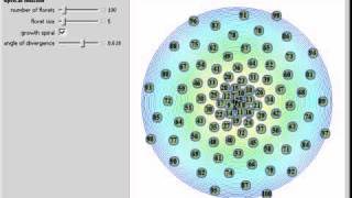 Phyllotaxis Explained [upl. by Greenstein539]