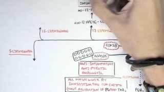 Part II  Aracidonic Acid Metabolites [upl. by Dory]