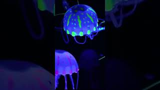 Mesmerizing LED Jellyfish Aquarium Lamp Unboxing amp Review  Relaxing Home Decor [upl. by Merrile]