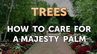 How to Care for a Majesty Palm [upl. by Trini]