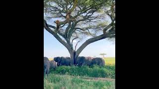 Tanzania Wildlife Safaris Serengeti Ngorongo Tarangire and Lake Manyara National Parks🦁🐘🐘🐘 [upl. by Silloc]