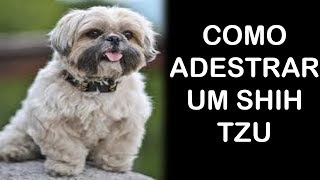 Como Adestrar um Shih Tzu  Aprenda a Como Ensinar o Shih Tzu [upl. by Etennaej]