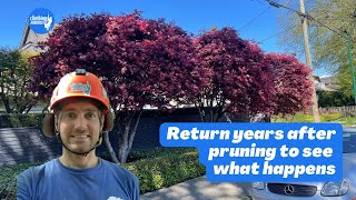 Tree reduction pruning results bad vs good [upl. by Llemhar]