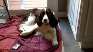 Howling Springer Spaniel [upl. by Namref347]