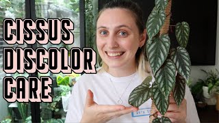 How to Care for CISSUS DISCOLOR 🪴 Rex Begonia Vine Tips amp Tricks [upl. by Fabi145]