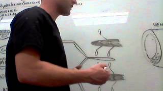 Cardiovascular Hydralazine physiology [upl. by Lagiba325]