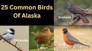 25 Common Birds of Alaska [upl. by Zelda]