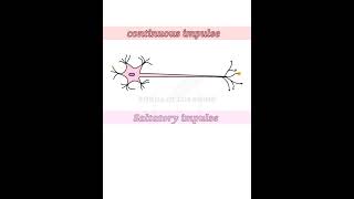 Which is Faster  Saltatory or Continuous Conduction of Nerve Impulses [upl. by Paza]