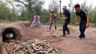 Catch 100 Extremely Poisonous Black Gold Snakes With Bare Hands [upl. by Norward243]