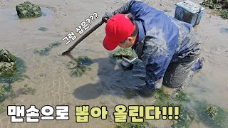 갯벌에서 낙지를 맨손으로 뽑아 올리는 달인 먹방 How to catch octopus in Korean mudflats [upl. by Raimund]